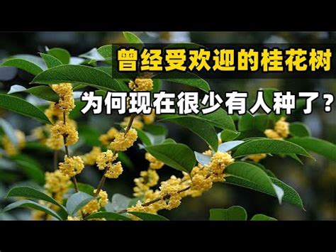 桂花風水|桂花風水：化煞旺財妙法